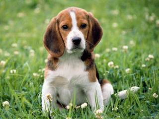 Beagle Puppies Avaible - Dog Breeders