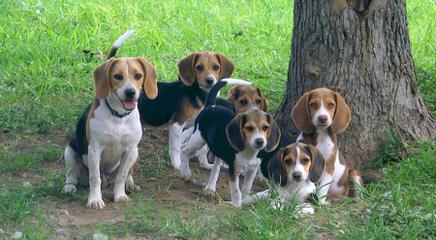 Beagle Puppies Avaible - Dog Breeders