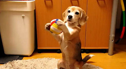 Beagle Puppies Avaible - Dog Breeders