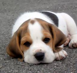 Beautiful Beagles - Dog and Puppy Pictures