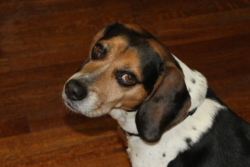 Beagle For Rehoming - Dog and Puppy Pictures