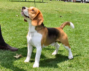 Akc Min.Pin.+ Akc Beagle = Achc Meagles! - Dog Breeders