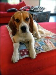 New And Improved Beagles: Beagliers! - Dog and Puppy Pictures