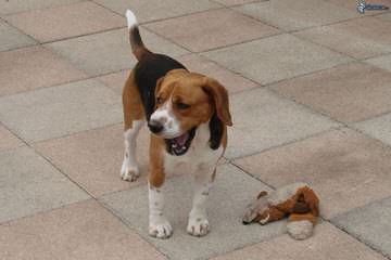 Home Of The Hounds Kennel - Dog Breeders