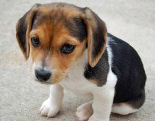 Nicodemis Johnson Beagle Puppy - Dog Breeders