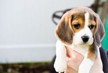 Akc Registered Beagle For Stud Services - Dog Breeders