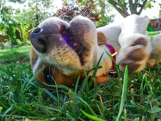 Beautiful Beagles - Dog Breeders