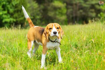 Beagle Puppies Avaible - Dog Breeders