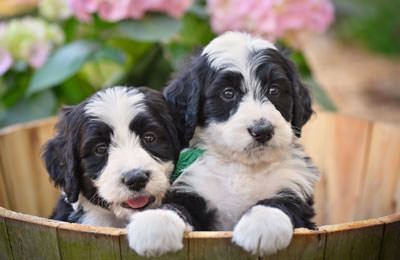 Bernedoodle Dogs and Puppies