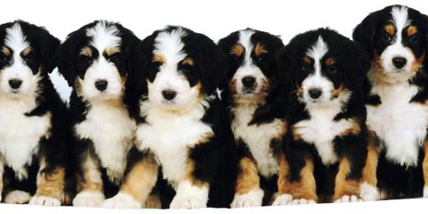 Linder Labradoodles & Bernedoodles - Dog Breeders