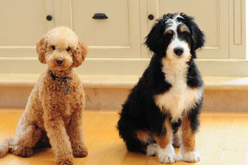 Linder Labradoodles & Bernedoodles - Dog Breeders