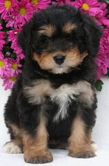 Puppies by Design - Dog Breeders