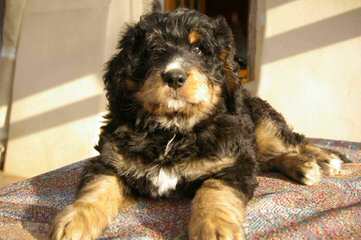 Linder Labradoodles and Bernedoodles - Dog Breeders