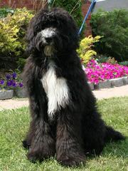 Bernedoodle Babies - Dog Breeders