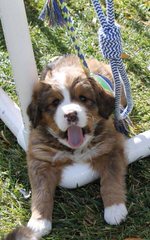 Bernedoodle Babies - Dog Breeders