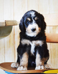 Bearcreek Bernedoodles - Dog Breeders