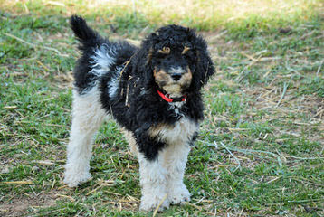 Bearcreek Bernedoodles - Dog Breeders