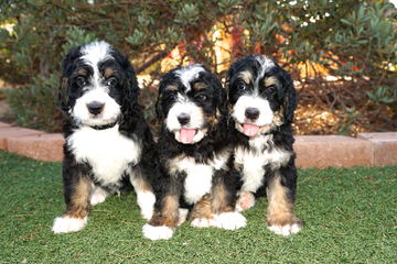 Bearcreek Bernedoodles - Dog and Puppy Pictures