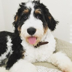 Bernedoodle Babies - Dog Breeders