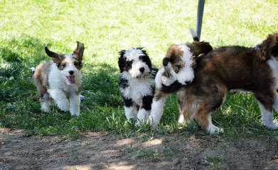 Lonestar Bernedoodles - Dog and Puppy Pictures