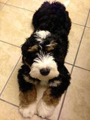 Linder Labradoodles & Bernedoodles - Dog and Puppy Pictures