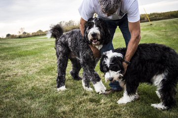 Linder Labradoodles & Bernedoodles - Dog and Puppy Pictures