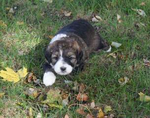 Linder Labradoodles and Bernedoodles - Dog Breeders