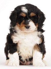 Linder Labradoodles & Bernedoodles - Dog Breeders