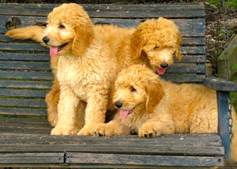 Puppies by Design - Dog Breeders