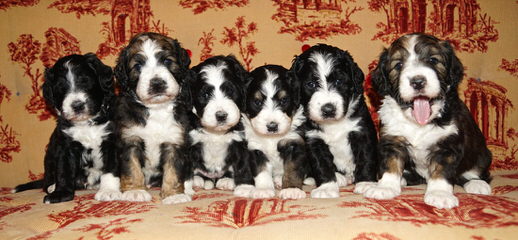 Linder Labradoodles & Bernedoodles - Dog Breeders