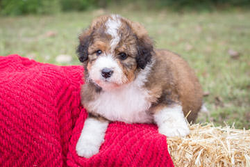 Bernedoodle Babies - Dog and Puppy Pictures