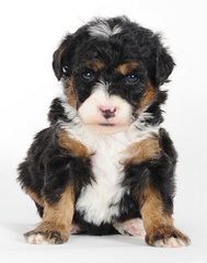 Puppies by Design - Dog Breeders