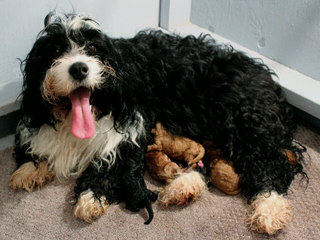 Linder Labradoodles & Bernedoodles - Dog Breeders