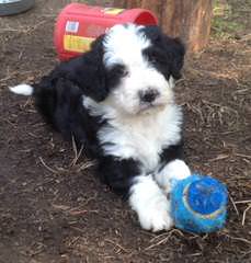 Moonstruck Bernedoodles - Dog Breeders