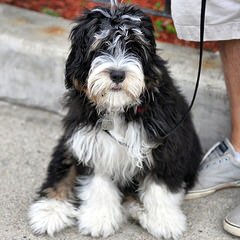 Bernedoodle Babies - Dog Breeders