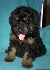 Linder Labradoodles and Bernedoodles - Dog Breeders