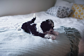 Bernedoodle Babies - Dog Breeders