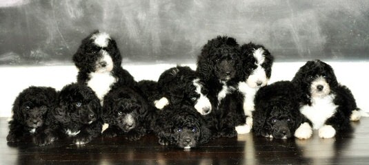 Lonestar Bernedoodles - Dog Breeders