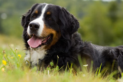 Bernese Mountain Dog Dogs and Puppies