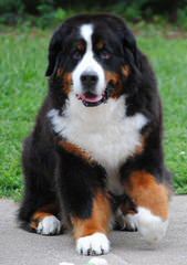 Bernese Mt. Dog Referral - Dog Breeders