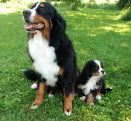 Whipperwillridge Bernese - Dog Breeders