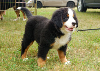 Beautiful Bernese Mountain Dog Boxers - Dog Breeders