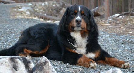 Bernese Mountain - Dog and Puppy Pictures