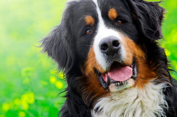 Belinda’s Bernese Mountain Dogs - Dog and Puppy Pictures