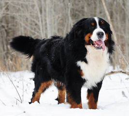 Bernese Family Kennels - Dog and Puppy Pictures