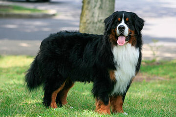 Sagekeep Bernese Mountain Dogs - Dog Breeders