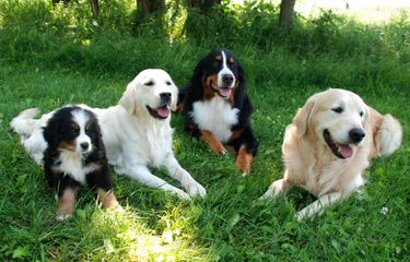 Bernese Mountain Puppies - Dog Breeders