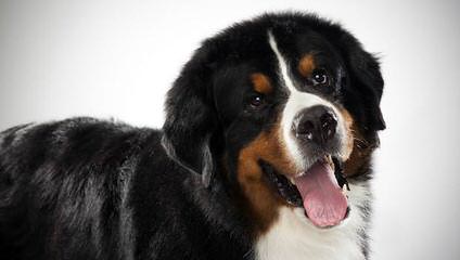 Blueberryhill Bernese Mt dogs - Dog and Puppy Pictures