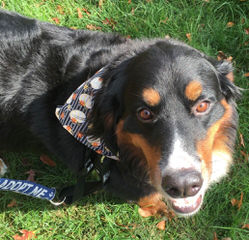 Belinda’s Bernese Mountain Dogs - Dog Breeders