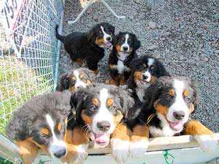 Greater & Bernese Mounatin Dog - Dog and Puppy Pictures